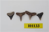 藏品(魚齒)的圖片